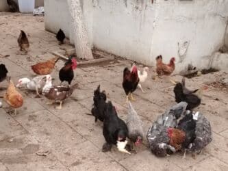 yerli inekler: Başlıq:Ev quşları Təsvir: Həyət quşları satılır: - Ördeyin xoruzu – — 10