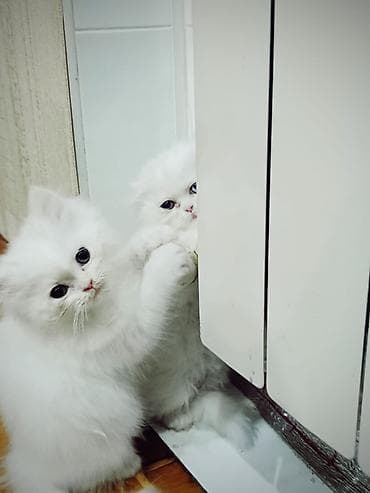 pişiklər bala: Şotland yastı qulaq — 8