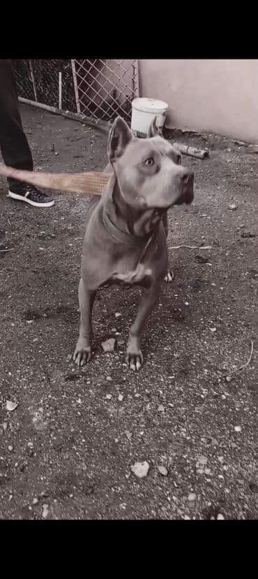 van pişiyi qiyməti: Pitbul, 1 il, Dişi, Peyvəndli, Ödənişli çatdırılma — 7