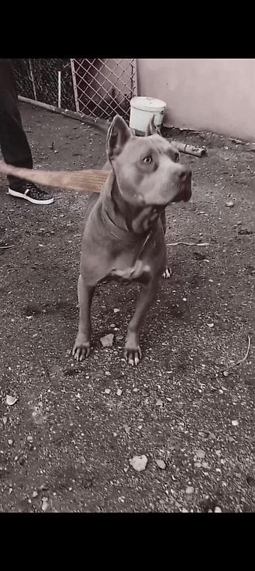 afçarka qiymeti: Pitbul, 1 il, Erkek, Peyvəndli, Ünvandan götürmə — 8