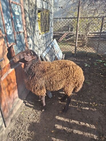darling it yemi: Qəhvəyi yunlu qoyun - Cins: yerli ət‑yun istiqamətli (qəhvəyi rəngdə — 4