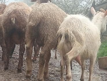 keçi satan: Super 1ci qarına super sanen keçi damazlıqa yararlı — 3