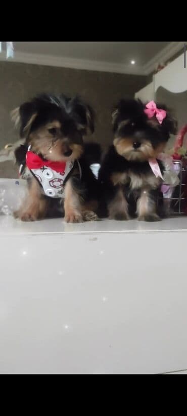 itler bala: Yorkşir teryer — 3