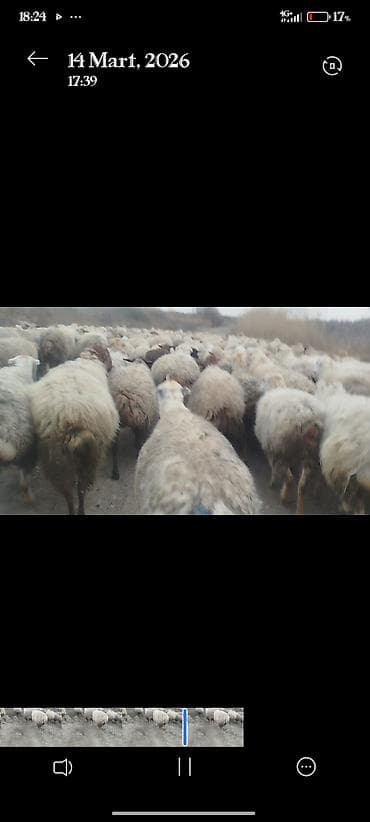 650 baş qaradolaq sortu satlır əlaqə nömrəsi 051.749.31.84