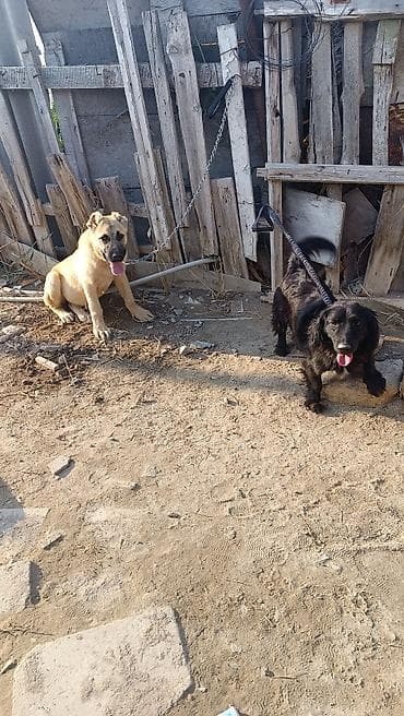 Qara it pay verilir 2 yaş yarımlığdı Əsl can dosdudu adını bilir həyət