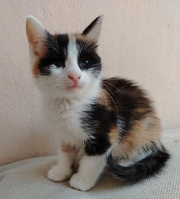pulsuz video cat: Erkək, Dişi, Yaxşı əllərə — 6