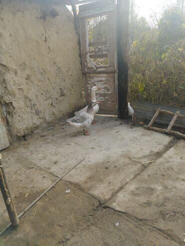 Qazlar – cütlük - Növ: ev qazı - Rəng: biri tam ağ, biri boz-ağ