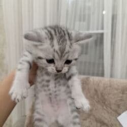 в добрые руки: Şotland, Dişi, Yaxşı əllərə, Ünvandan götürmə — 11