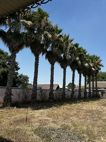 zolotoy us bitkisi: Satılır: Yetkin Washingtonia robusta (Fan palmaları) – 11 ədəd — 2