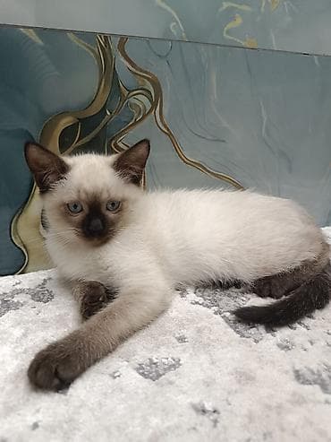 Siam, Erkək, Dişi, Yaxşı əllərə, Ödənişli çatdırılma, Ünvandan götürmə, Pulsuz çatdırılma lalafo.az -da Siam, Erkək, Dişi, Yaxşı əllərə, Ödənişli çatdırılma, Ünvandan götürmə, Pulsuz çatdırılma