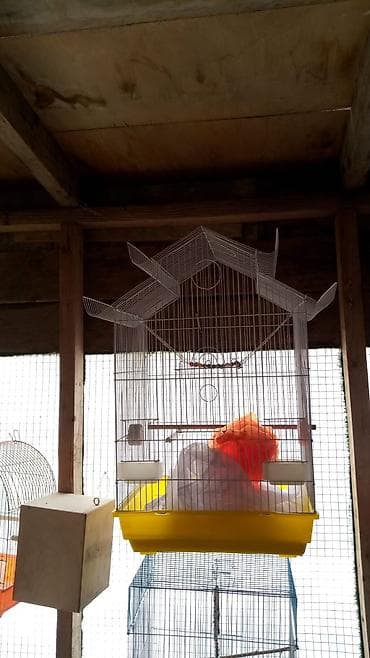 С/х животные и товары: Biri 20-25 en yekesi 50 azn Müxtəlif ölçü və formalarda quş qəfəsləri — 2