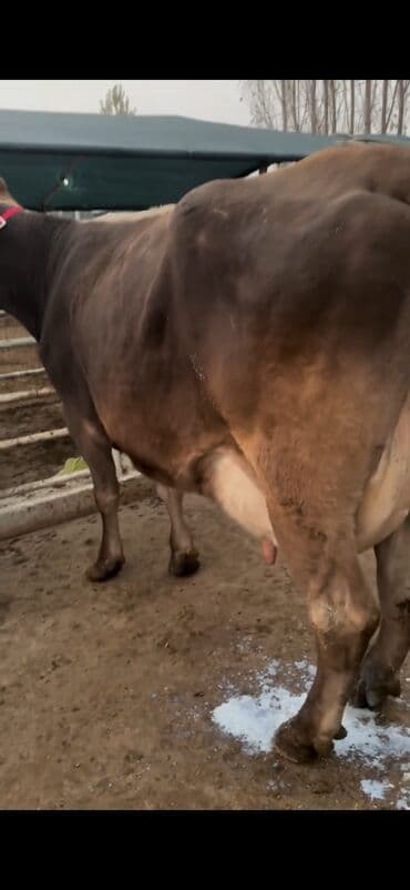 xaçmazda inəklər: Simental tipli inək və buzov dəsti - Cins/Tip: Simental (qəhvəyi — 7