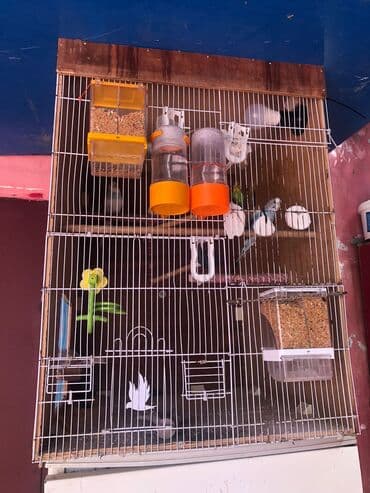 Digər heyvanlar: 3erkek 3disi hazir yuvalari var hamisin + elave 1boyuk qefes hediyye — 3