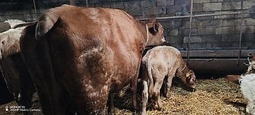 Dişi, Simental, il: 4, 950 kq, Südlük, Rayonlara çatdırılma