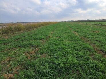 binəqədidə ucuz həyət evləri: 1500 sot, Kənd təsərrüfatı — 4