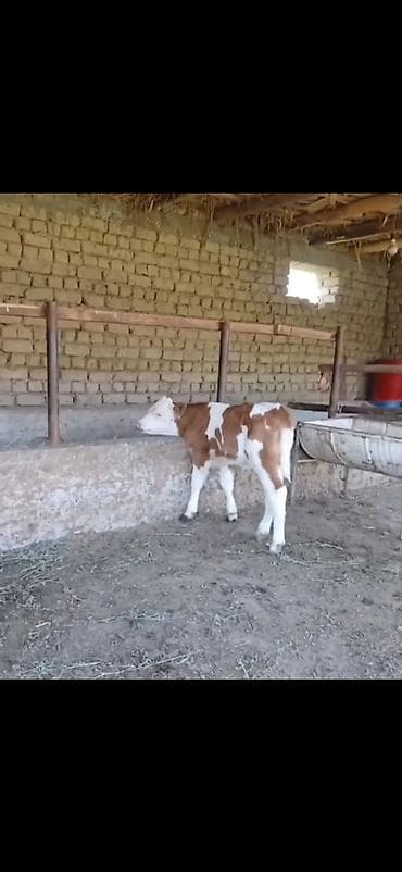 Телята: Satılır: 3 baş cins buzov - Növ: ətlik-südlük istiqamətli simmental — 9
