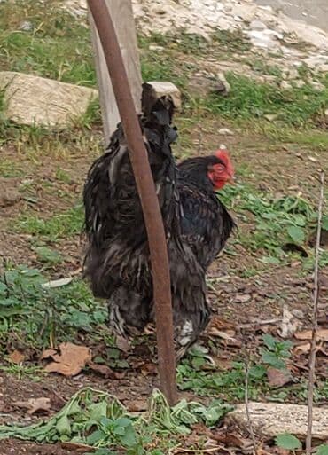 Ördəklər: Toyuq, Brama, Damazlıq, Ödənişli çatdırılma — 2