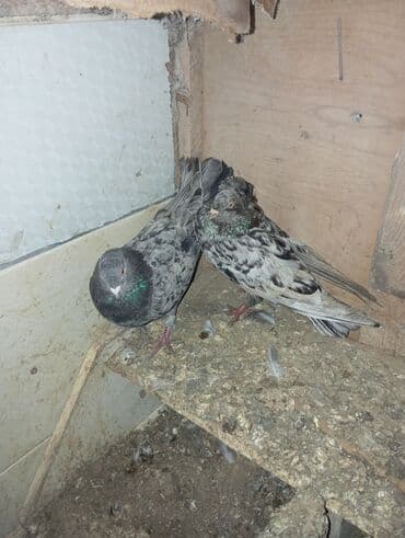 drakon göyərçin: Məhsul: Ev göyərçinləri (cüt) Təsvir: - Şəkildə iki ədəd ev göyərçini — 1