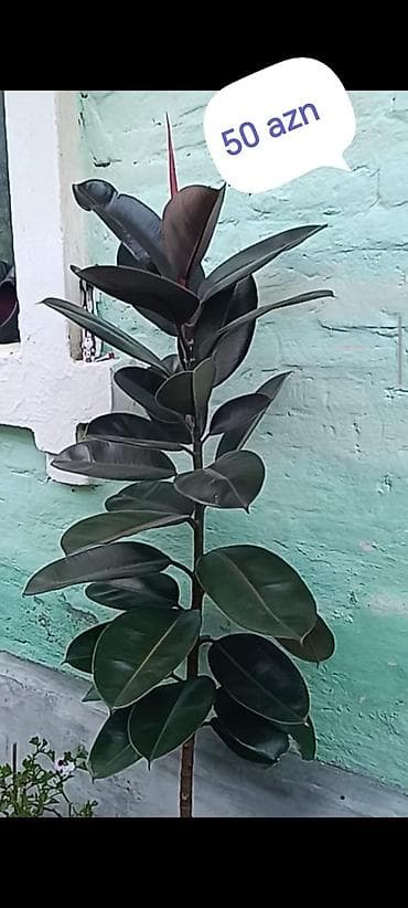 фикус али: Məhsul: Ficus elastica (rezin ağacı) – dekorativ ev/ofis bitkisi — 2
