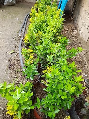 Həmişəyaşıl dekorativ kollar – qabda əkilmiş - Bitki tipi: dekorativ