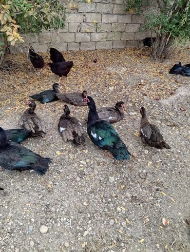 Heyvanlar üçün mallar: Amerkan zumrudu lala ordeklerin 5 Ayliq ve 4 Ayliq balalari satilir — 4