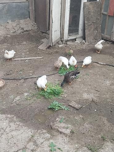 mal qara qusar: Məhsul: Ördəklər (ağ və rəngarəng) Təsvir: - Həyətyanı şəraitdə — 1