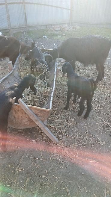 cücə və xoruz təmsil: Hələb keçisidi 4 ana keçi 1erkek 5 bala keçidir — 3