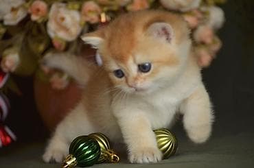 pişik sortları: Qızıl şinşilla, Erkək, Dişi, Ünvandan götürmə — 1