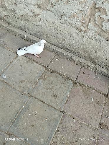 Boynu Zirəli 1 tük cavan erkekdir.Tam sağlamdir.Tutulmadir.Uzun