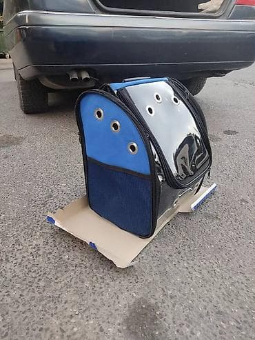 Pişiklər: Benqal, Erkək, Pulsuz çatdırılma — 8