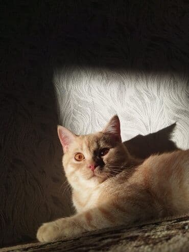 pişik əşyaları: Qızıl şinşilla, Erkək, Ünvandan götürmə, Ödənişli çatdırılma — 4