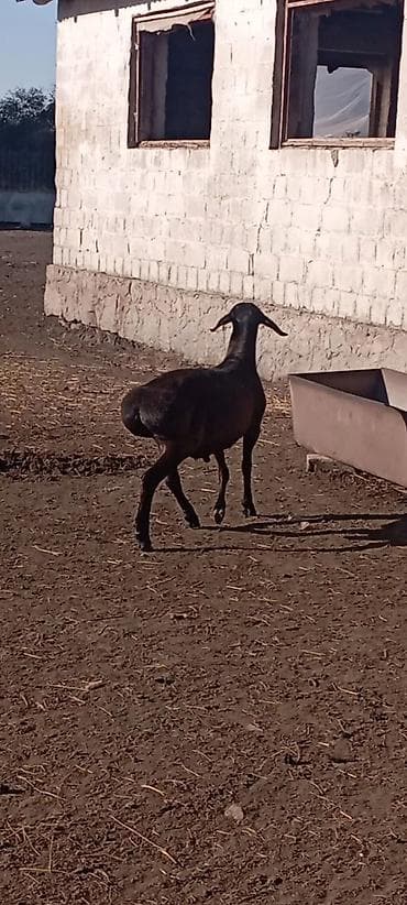 pedigree it yemi: Erkək, il: 9 — 2