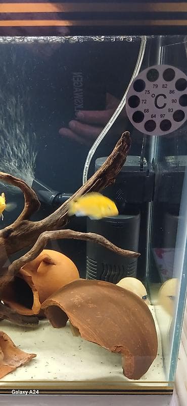 heyvan bazarı: Boş, 96 l, Ünvandan götürmə, Ödənişli çatdırılma — 4