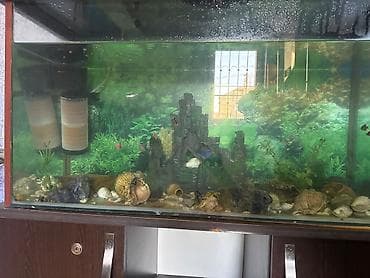 heyvan satışı: İcinfe 15 eded balig aksesuarlar skafi dasdar hava filtiri su — 2