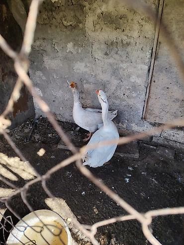 coban iti satisi: Ağ və qara rəngli iki it açıq havada oynayır. Ağ rəngli it daha sakit — 2