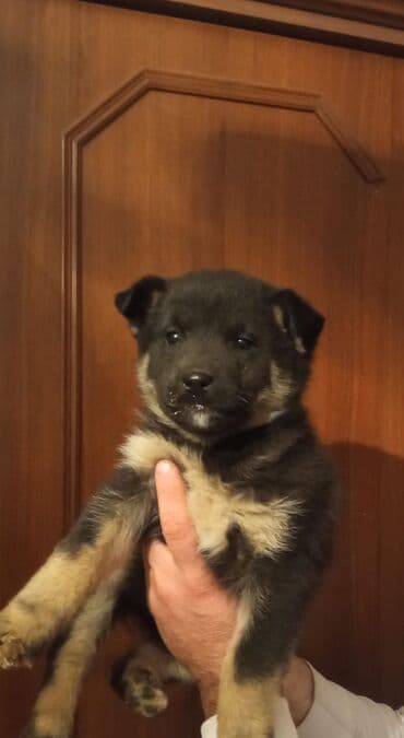 Digər heyvanlar: Bir ayliq temiz qan nemes afcarkasi satilir erkeydi.tecili — 5