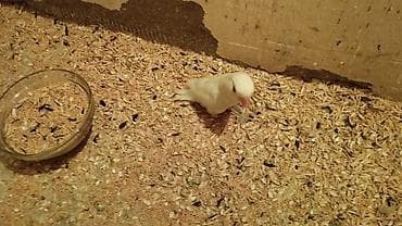 cau cau stenci: Sevgi quşları (Agapornis) – müxtəlif rəng mutasiyaları Təsvir: - Növ — 4