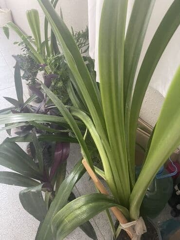 liliya gul: Otaq bitkiləri dəsti - Euphorbia milii (Tikanlı tac) – qalın tikanlı — 2