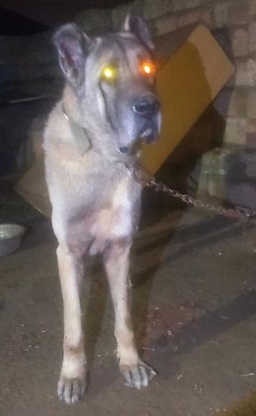 Balıqlar: Kanqal — 1