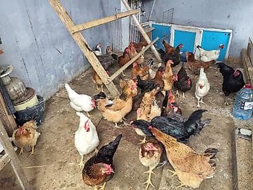 toyuq adi: Toyuq, Yumurtalıq — 2