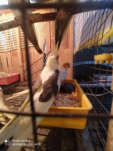 danişan quş: Salam bayram endi̇ri̇mləri̇ davam edi̇r . Bi̇ldi̇rmək i̇stərdi̇mki̇ — 12