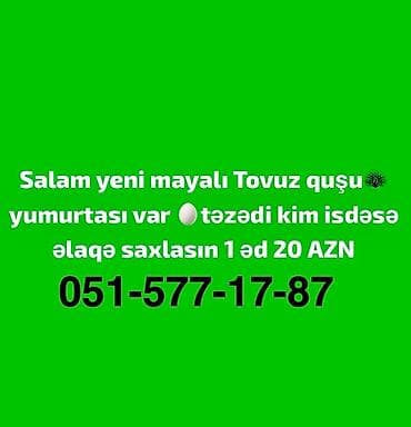 şirin pişik sekilleri: Tovuz quşu yumurtası var Təcili Satılır hazır mayalı yumurtalardır — 1