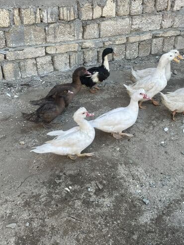 Утки: Moskovi ördəkləri (indo duck) – bir neçə baş Xüsusiyyətlər: - — 3