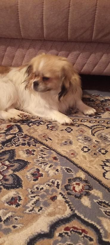 heyvan qoyun: İtlər — 3