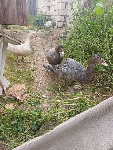 satılıq atlar: Erkək, | Macar, Damazlıq, Ünvandan götürmə — 4