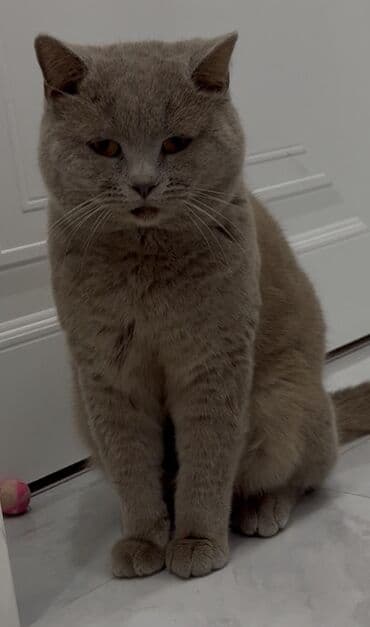 pişik erkek: Amerikan Shorthair, Erkək, Yaxşı əllərə, Ünvandan götürmə — 1