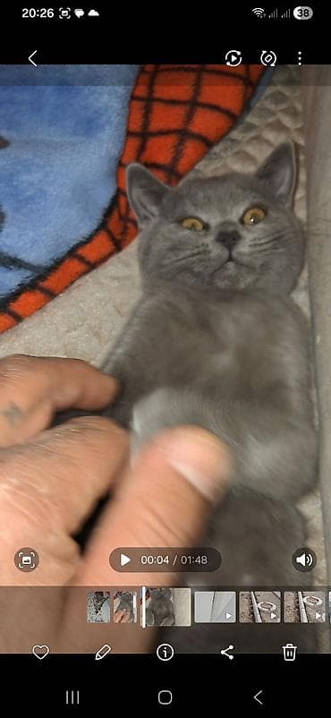 pisiylər: Yaxşı əllərə — 4