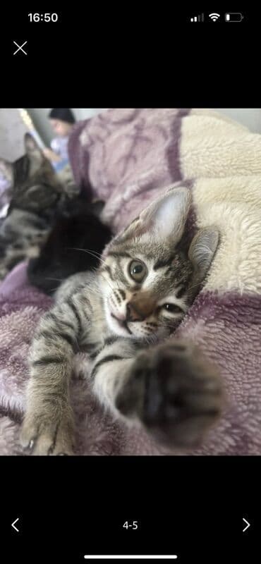 Птицы: Табби, Самец, В добрые руки, Бесплатная доставка — 3