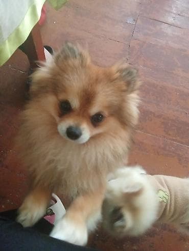 i̇t şpitz: Şpitz, 1 il, Erkek, Sənədli, Ünvandan götürmə — 2