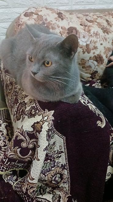 balaca pisikler: Britan, Dişi, Yaxşı əllərə, Pulsuz çatdırılma — 4